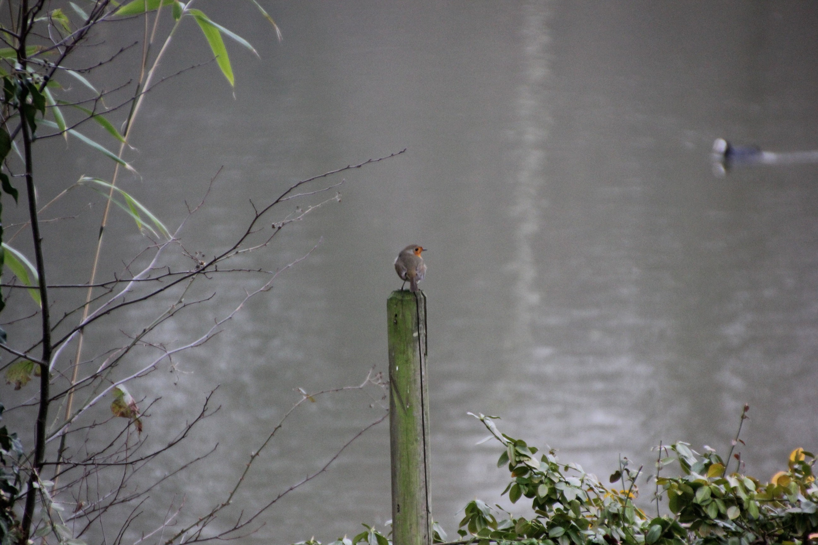 Robin an der Stever