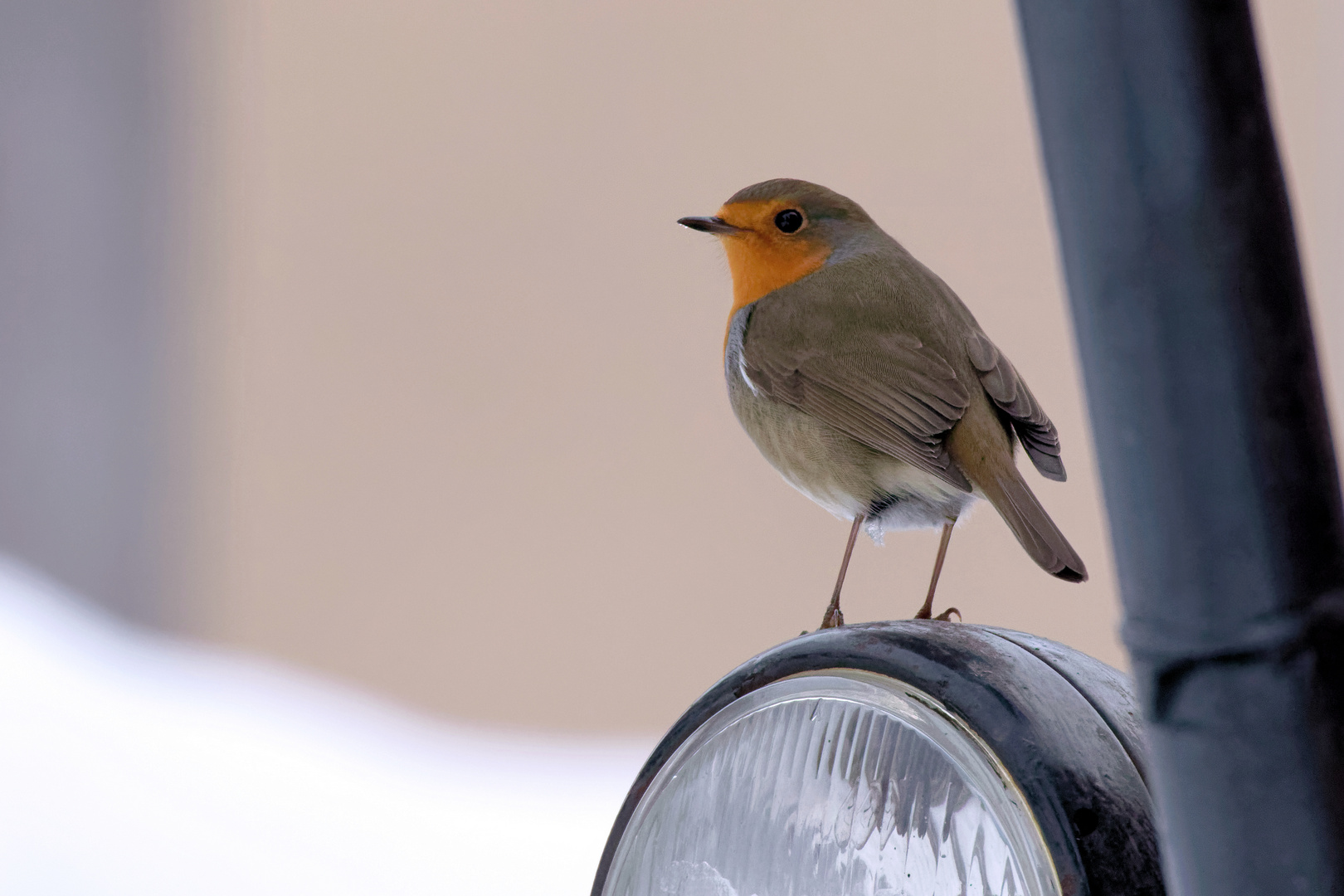 "Robin" auf dem Trecker - Rotkehlchen Erithacus rubecula