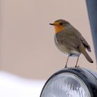 "Robin" auf dem Trecker - Rotkehlchen Erithacus rubecula