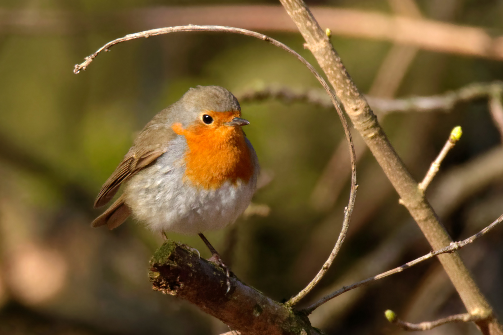  Robin aus dem Wald - Rotkehlchen