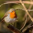  Robin aus dem Wald - Rotkehlchen