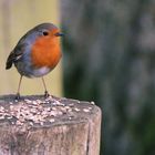 Robin