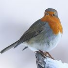 Robin