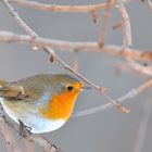 Robin