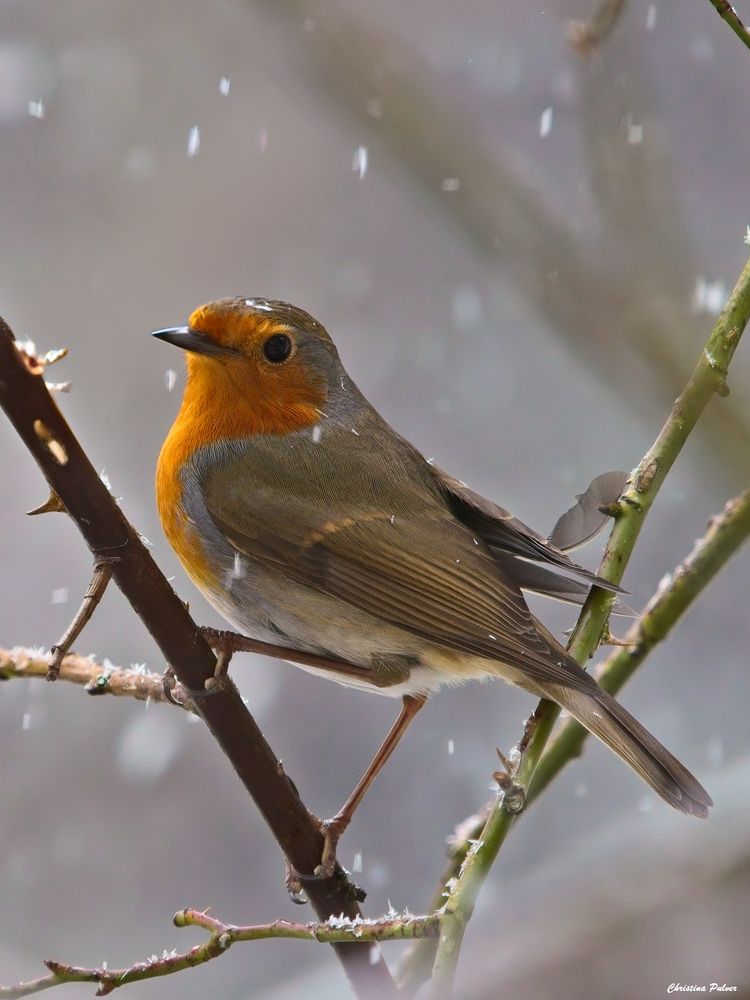 Robin bei Schneefall