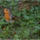 Robin