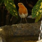 Robin