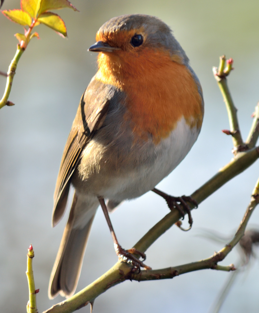 Robin