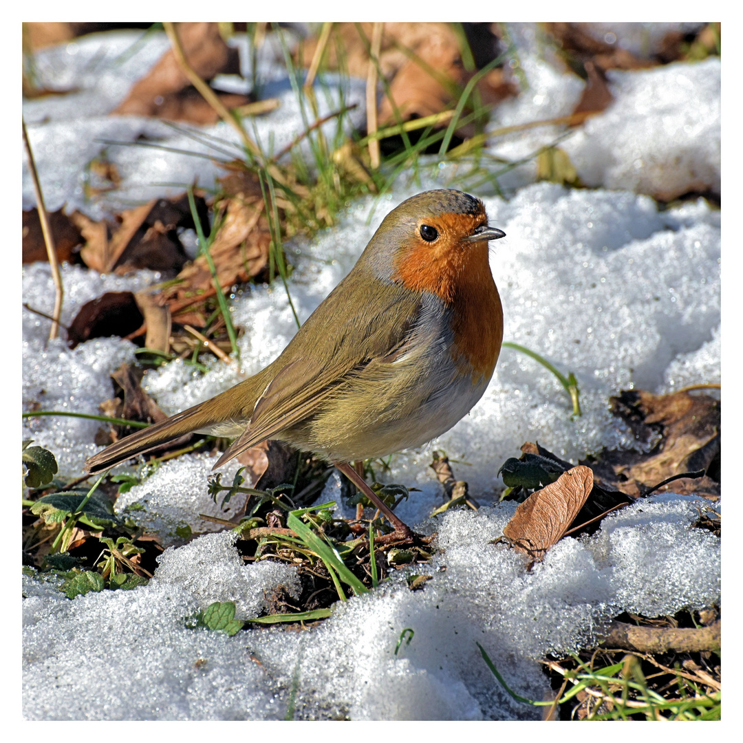 Robin - das Rotkehlchen