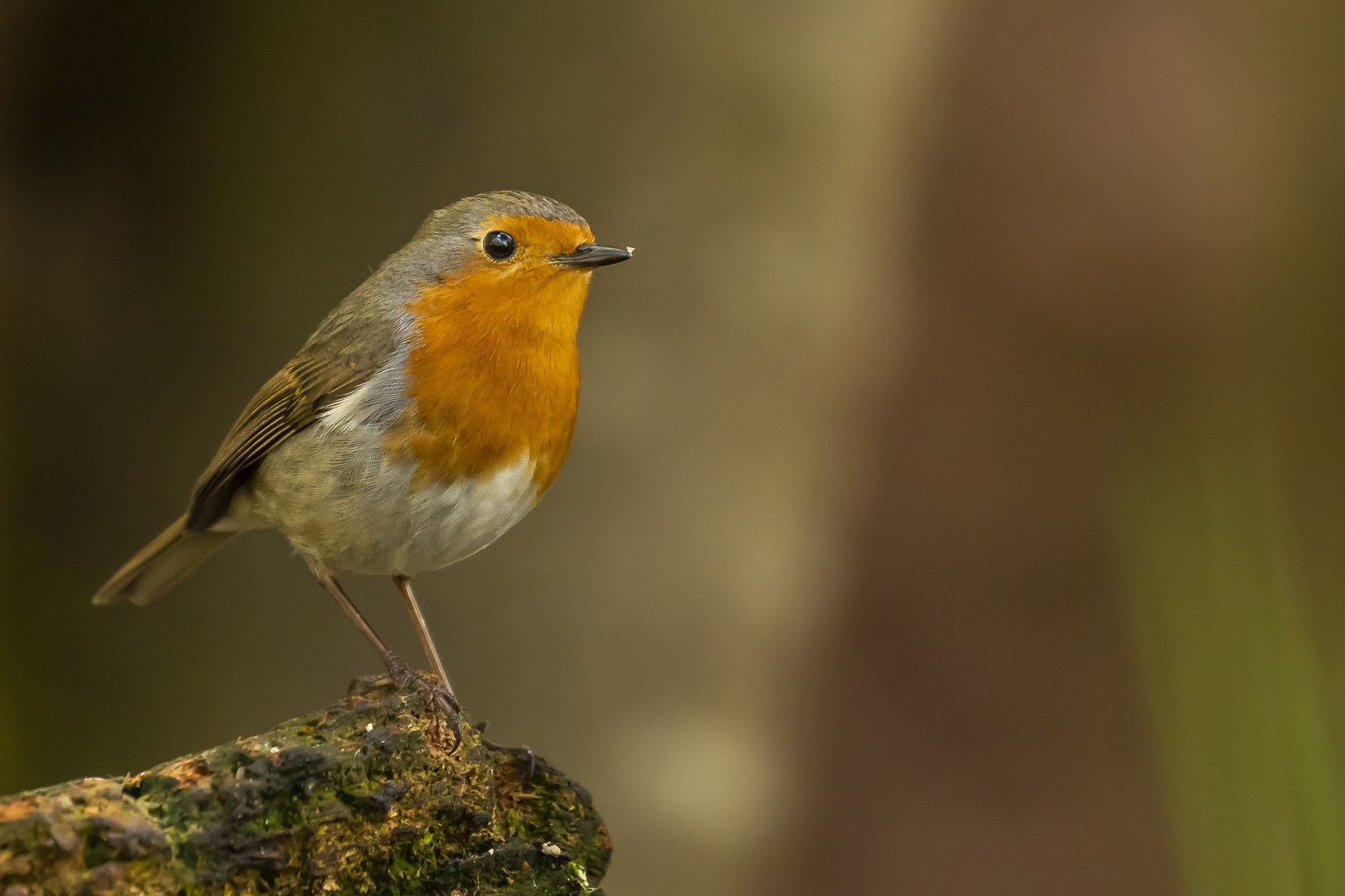 Robin das Rotkehlchen....