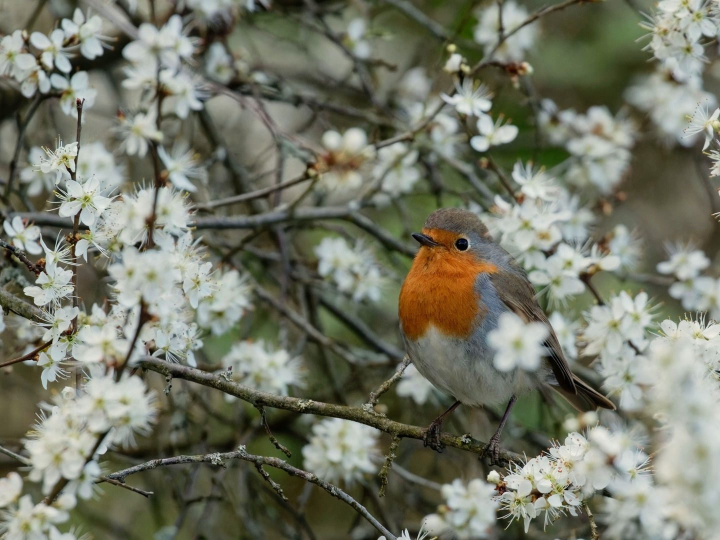 Robin, das Rotkehlchen... 