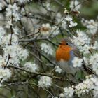 Robin, das Rotkehlchen... 