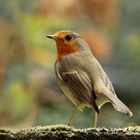 Robin - das Rotkehlchen...