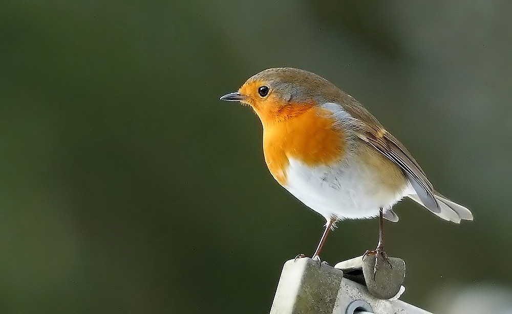 Robin das Rotkehlchen auf Wäschespinne im Garten