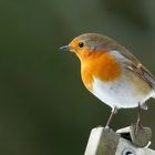 Robin das Rotkehlchen auf Wäschespinne im Garten