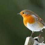 Robin das Rotkehlchen auf Wäschespinne im Garten