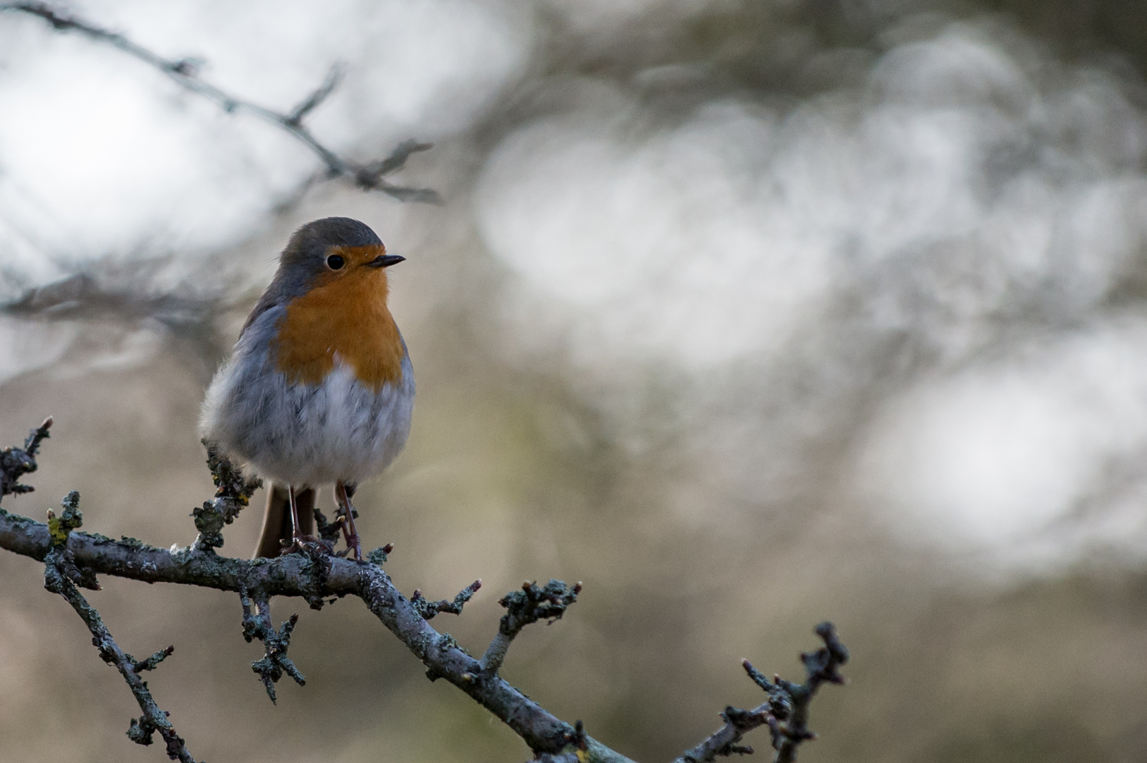 Robin das Rotkehlchen