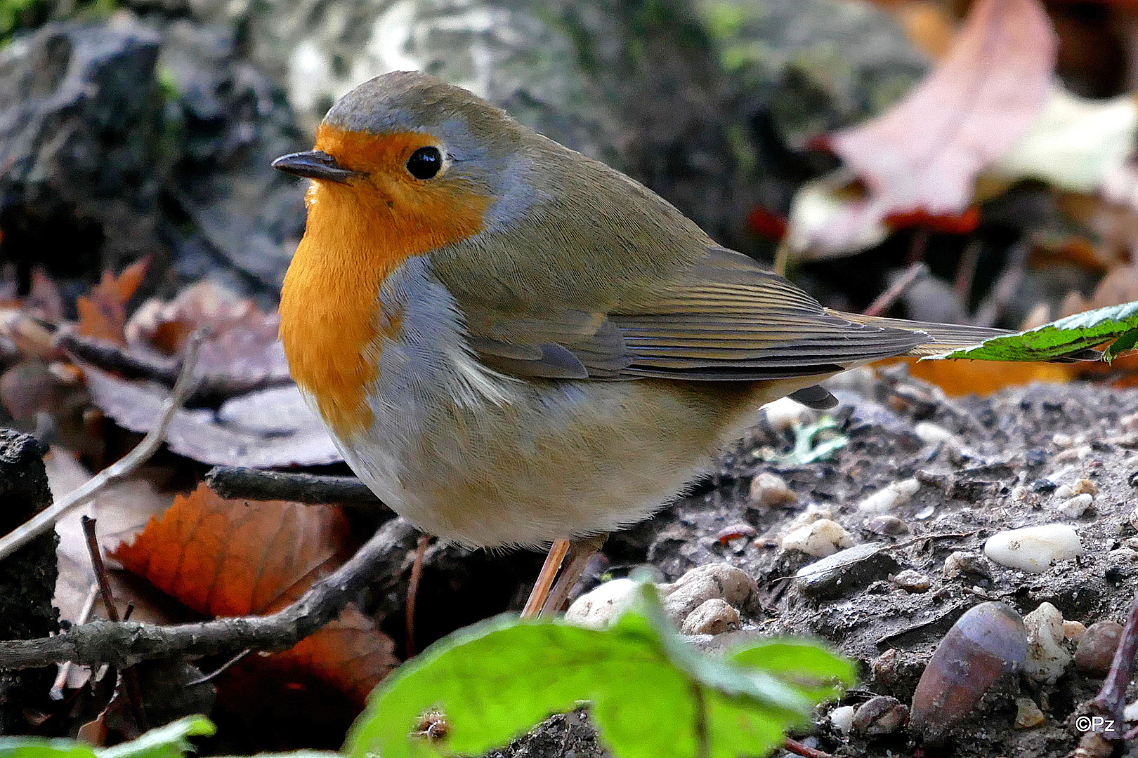 "Robin", das Rotkehlchen von Schloss Rheydt ...