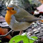 "Robin", das Rotkehlchen von Schloss Rheydt ...