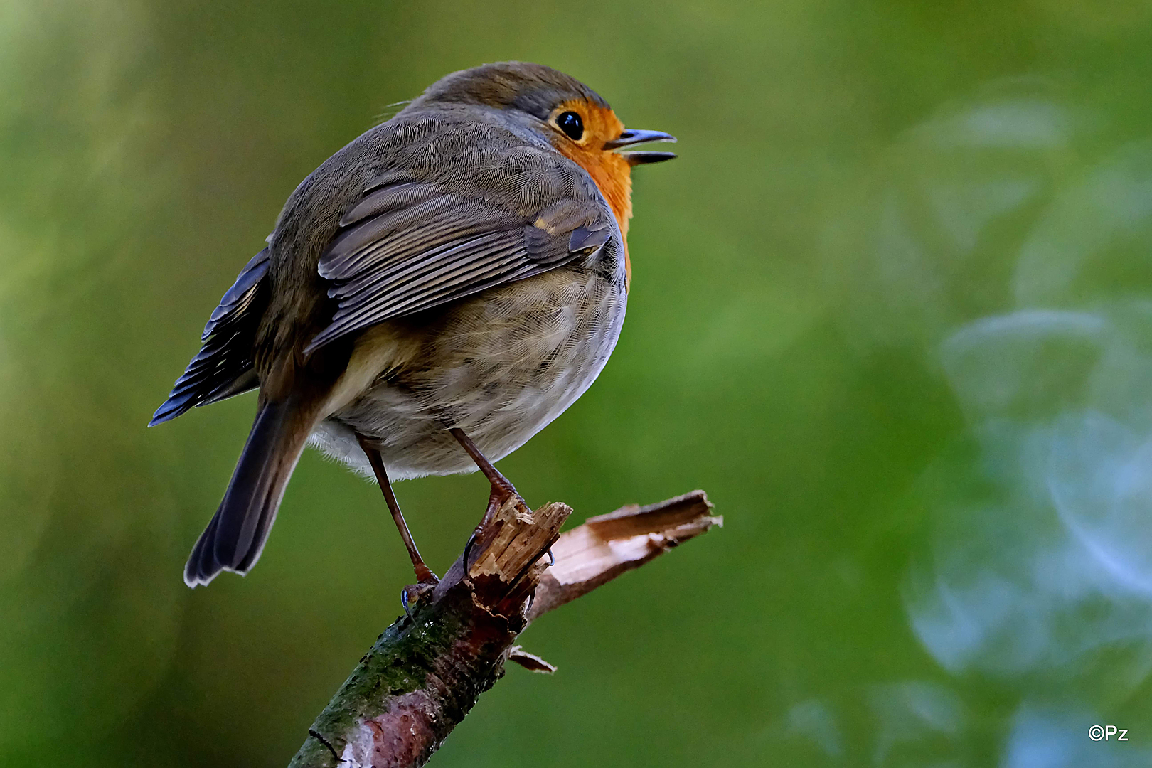 Robin, das Rotkehlchen, zwitschert fröhlich ein Liedchen ...