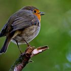 Robin, das Rotkehlchen, zwitschert fröhlich ein Liedchen ...