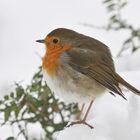 Robin