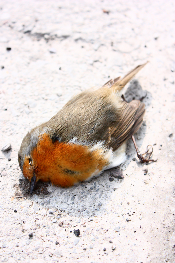 Robin defeated