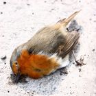 Robin defeated