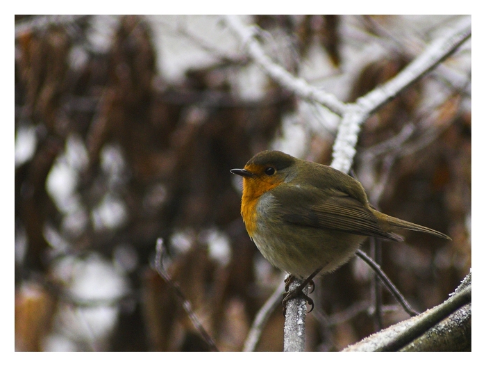 Robin der Weihnachtsbote.