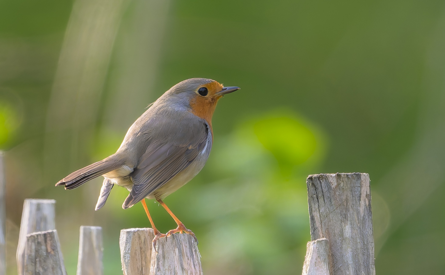 Robin der Zaungast