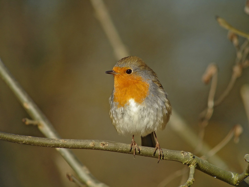 robin des bois