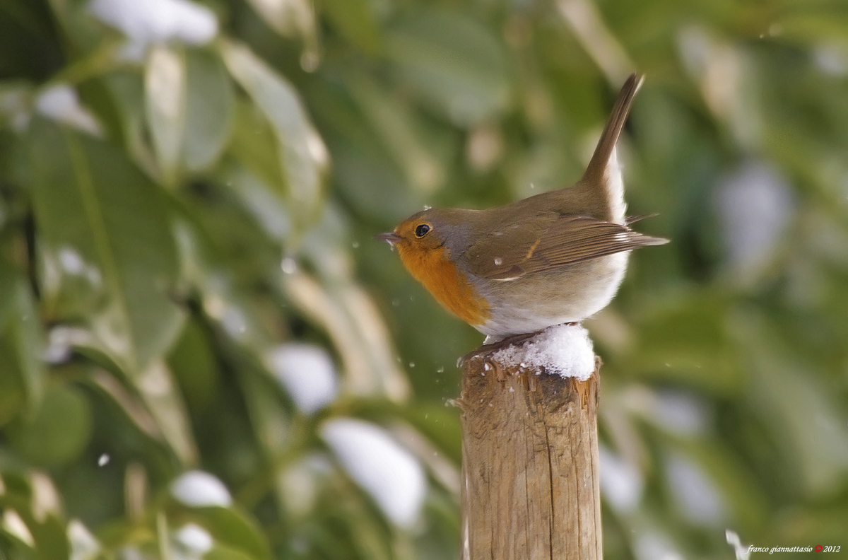 Robin e la neve.