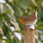 Robin e la neve.