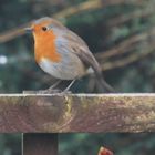 Robin