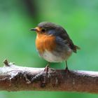 Robin