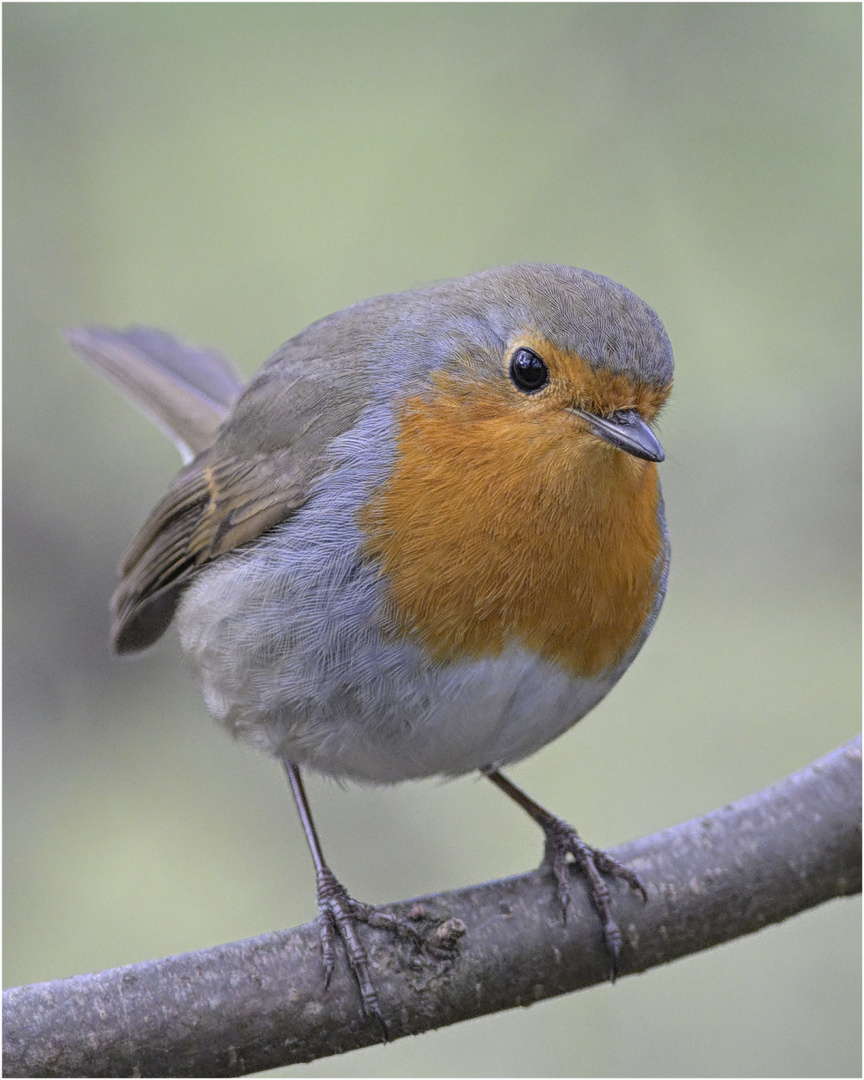 Robin