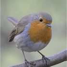 Robin