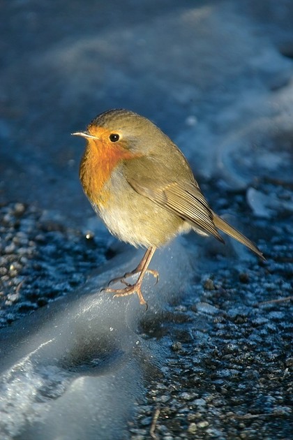 Robin