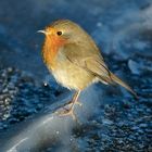 Robin