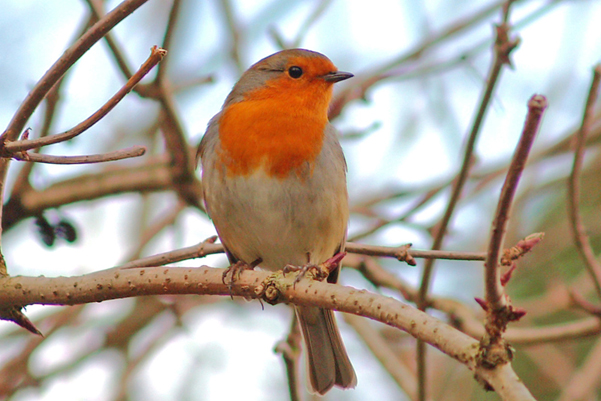 Robin, Earley Lake