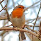 Robin, Earley Lake