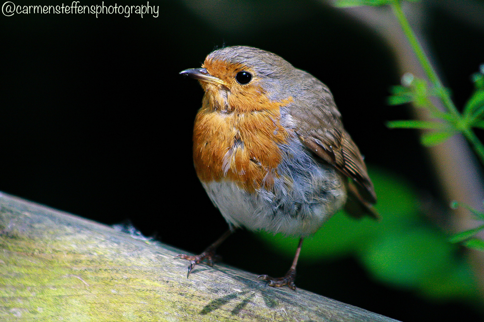 Robin