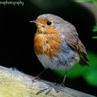 Robin