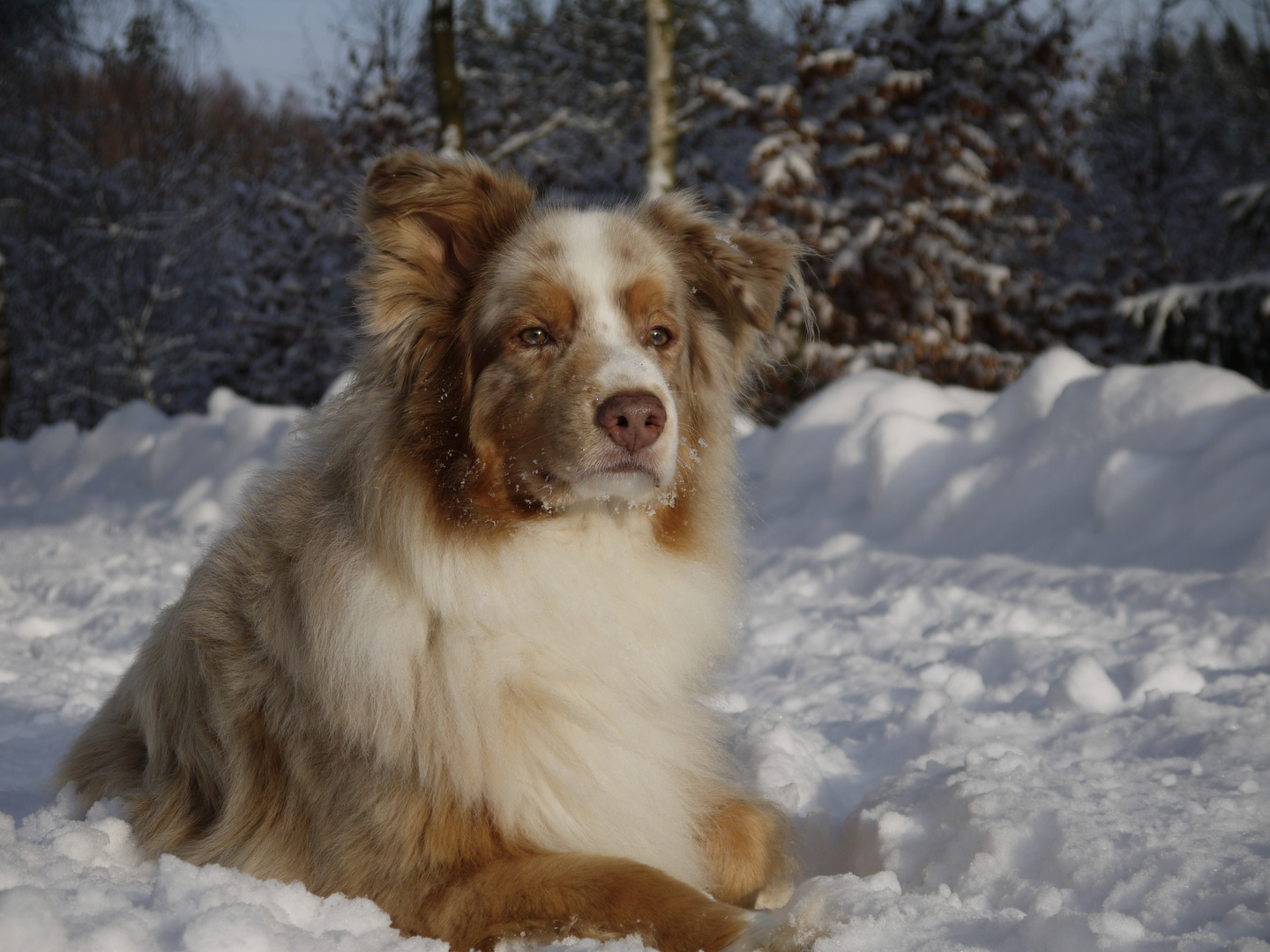 Robin - Ein Aussie im Schnee 2