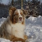 Robin - Ein Aussie im Schnee 2