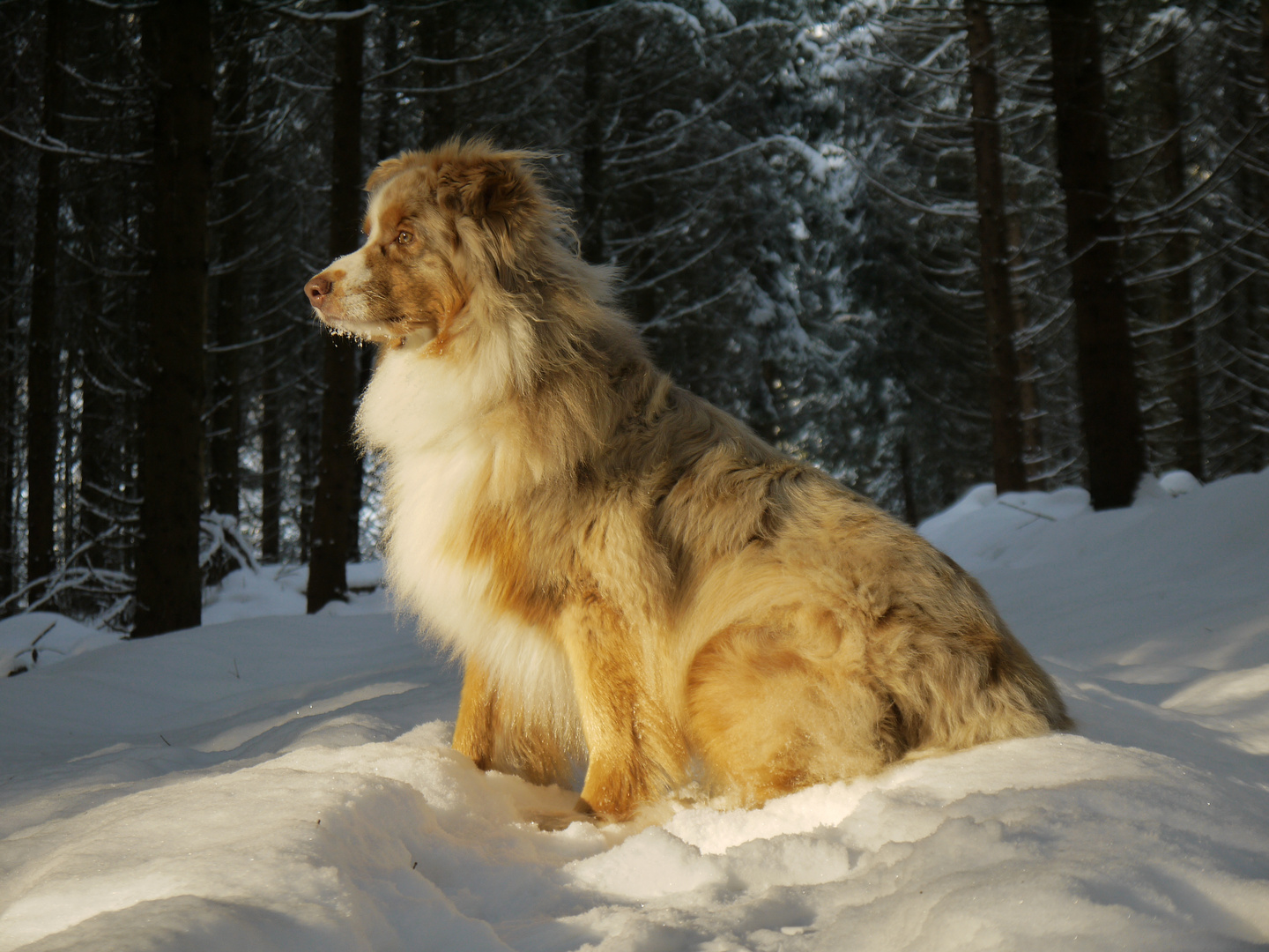 Robin - Ein Aussie im Schnee