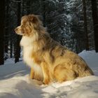 Robin - Ein Aussie im Schnee