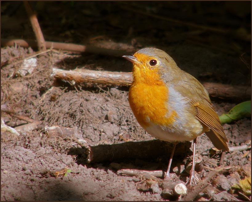 Robin (Erithacus rubecula).