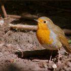 Robin (Erithacus rubecula).