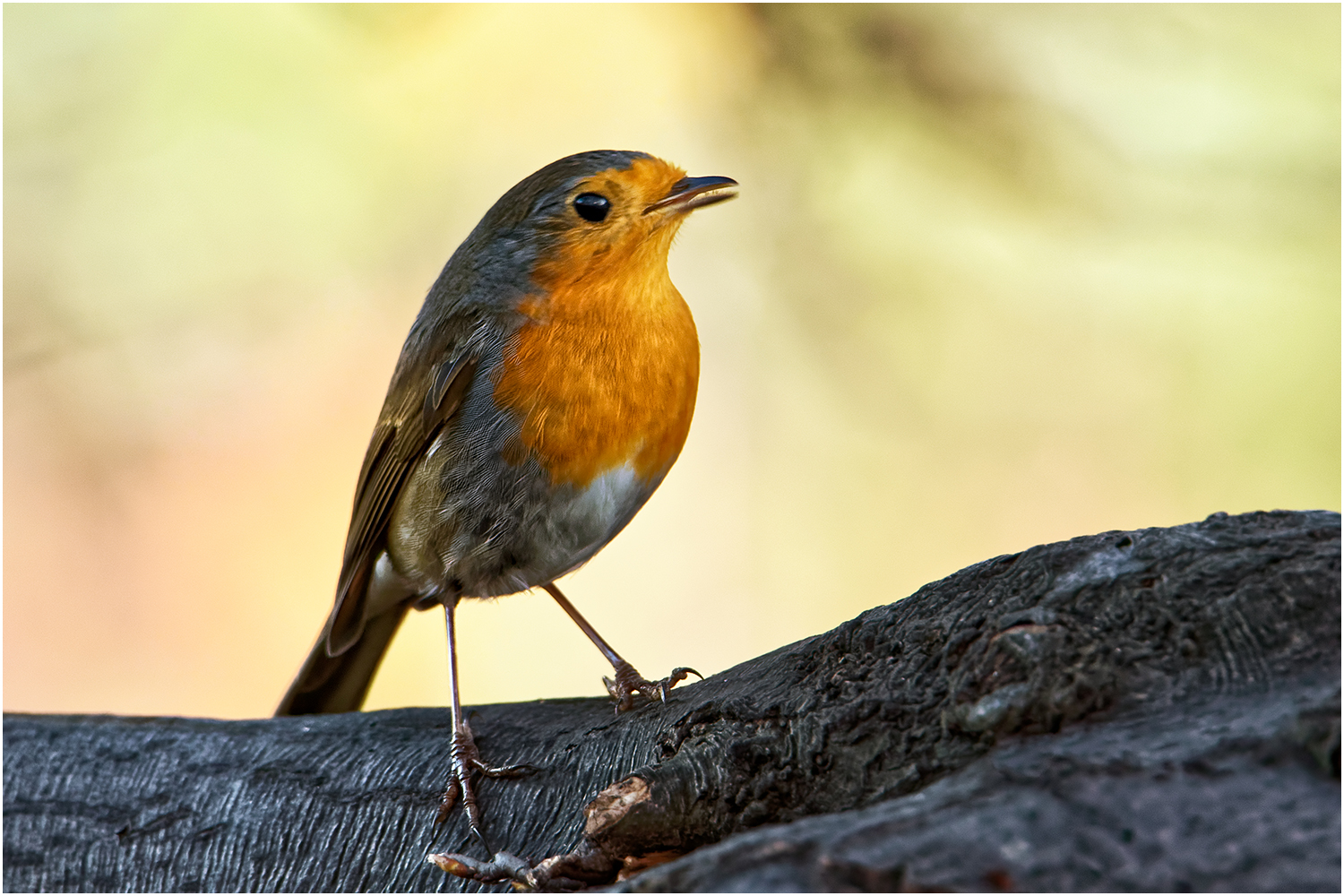 Robin (Erithacus rubecula)